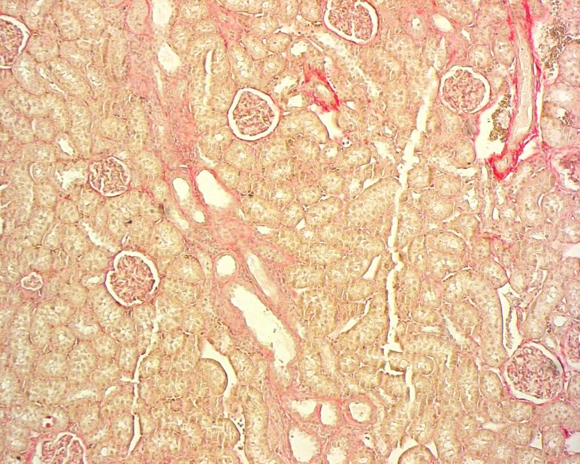 Histologie